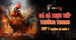 da-ga-truc-tiep-truong-thomo