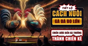 cách nuôi gà đá bo lớn