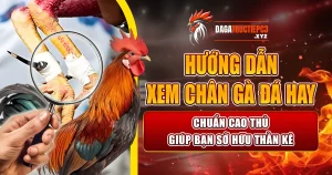 xem-chan-ga-da