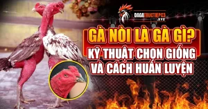 Gà nòi