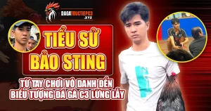 Bảo Sting